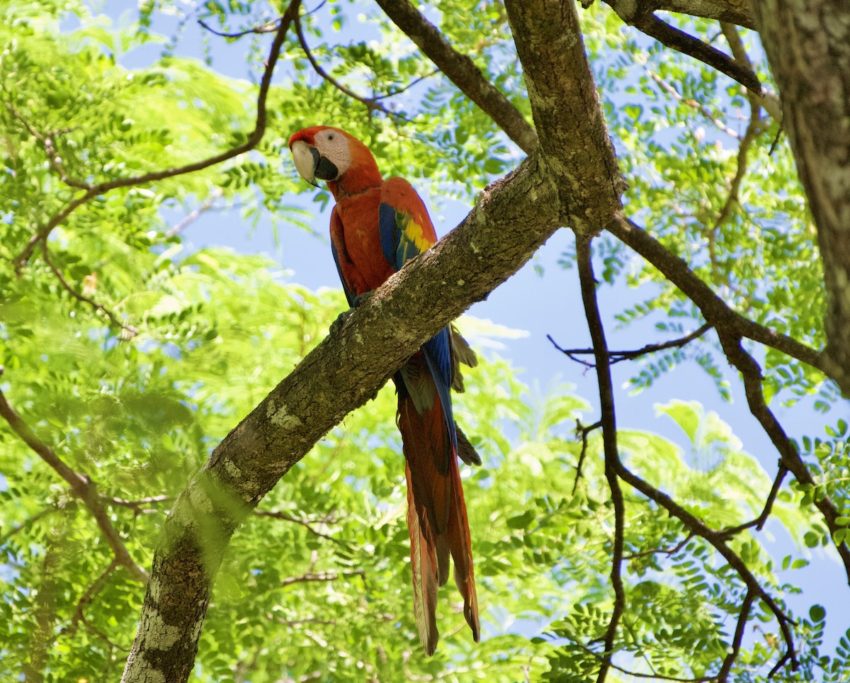 Scarlet Macaw - ML654470059