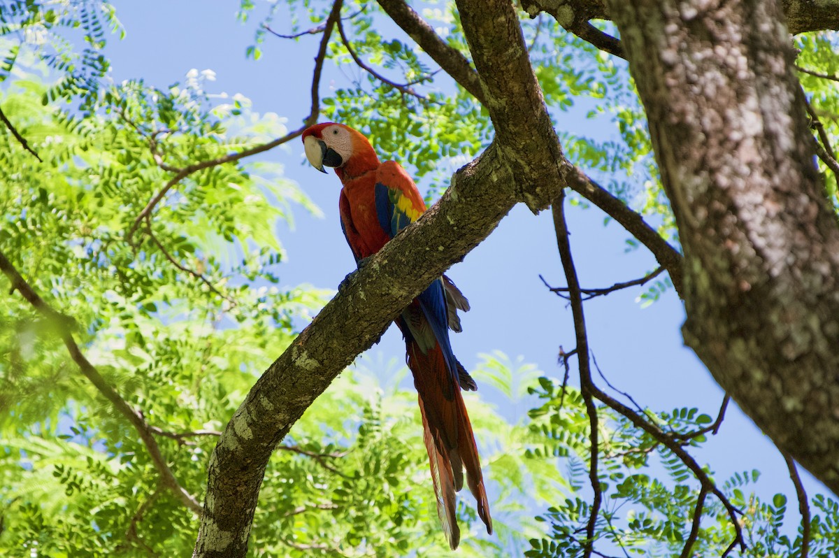 Scarlet Macaw - ML654470060