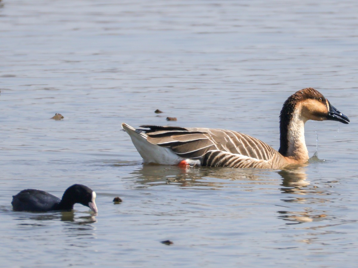 Ánsar Cisnal - ML654472123