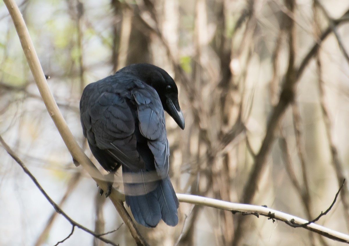 vrána americká - ML654472161