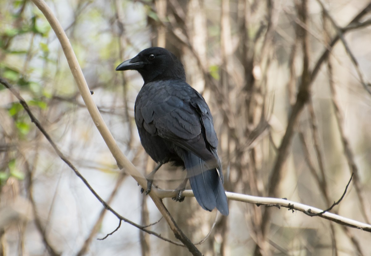 vrána americká - ML654472162