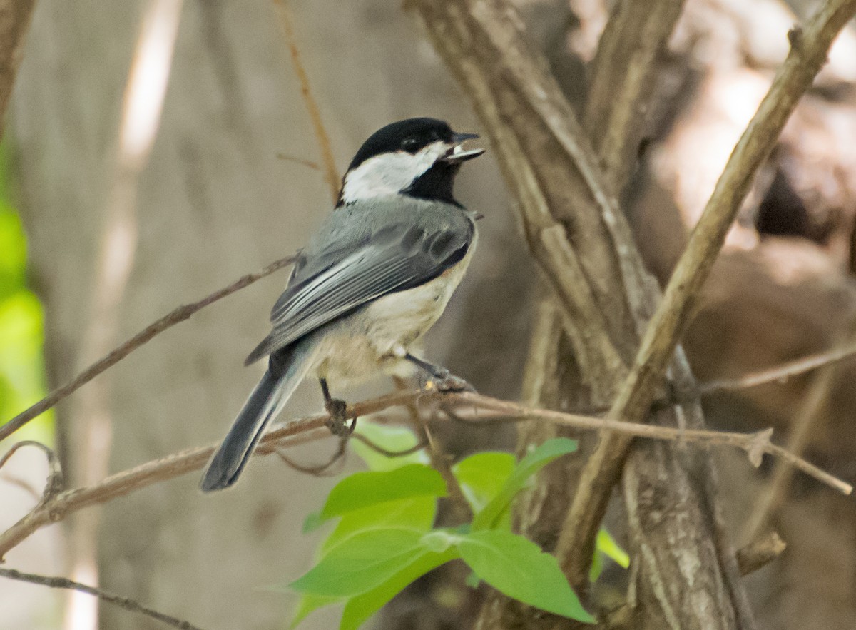 sýkora karolínská - ML654472597