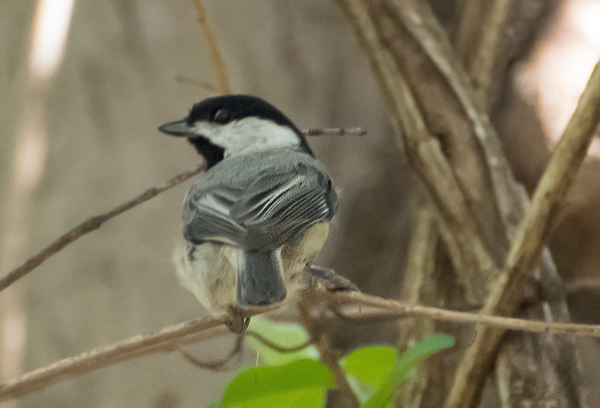 sýkora karolínská - ML654472598