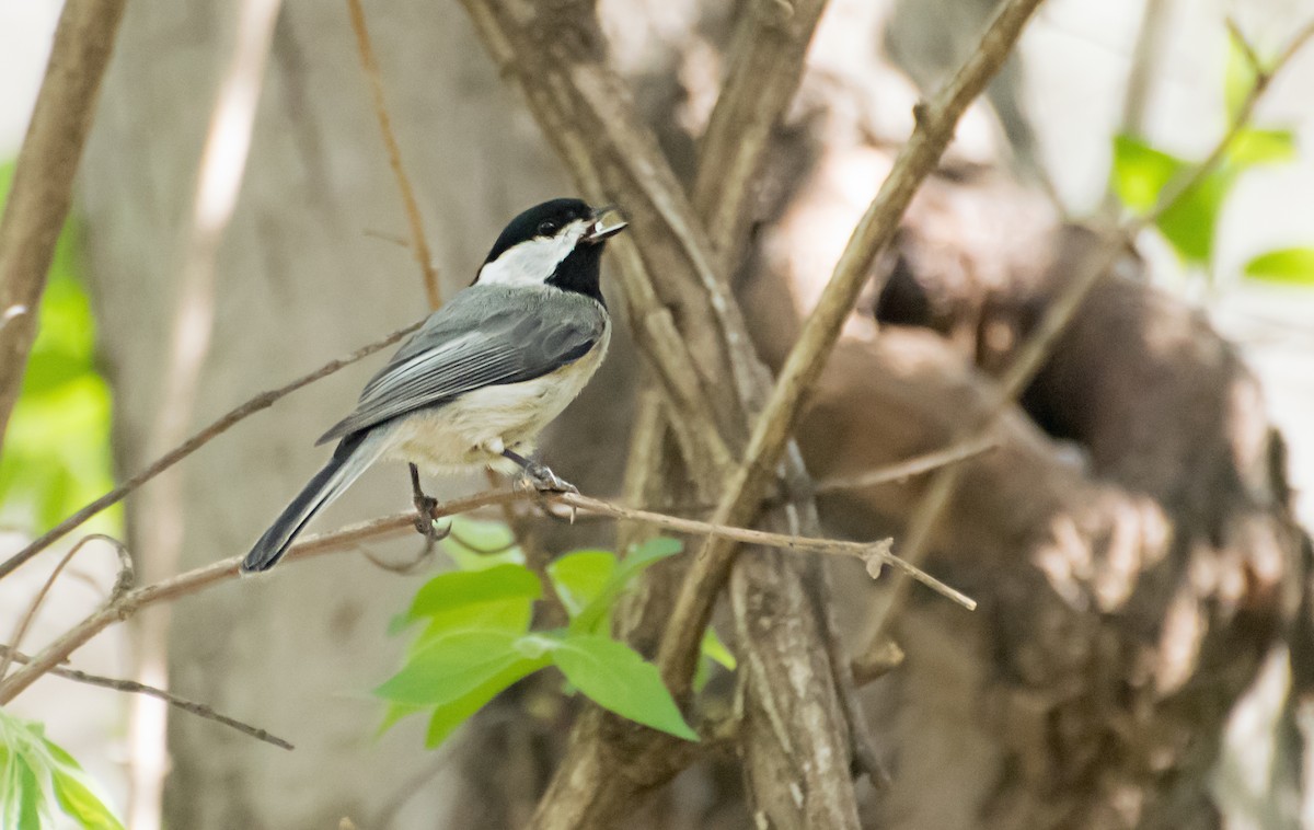 sýkora karolínská - ML654472599