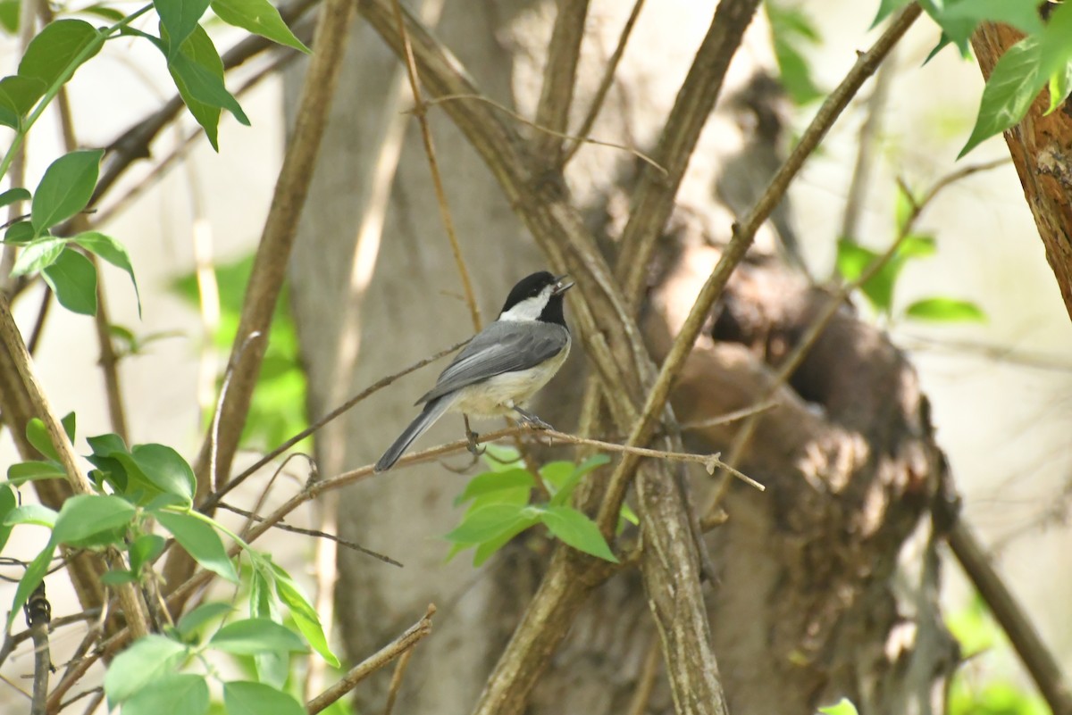 sýkora karolínská - ML654472621