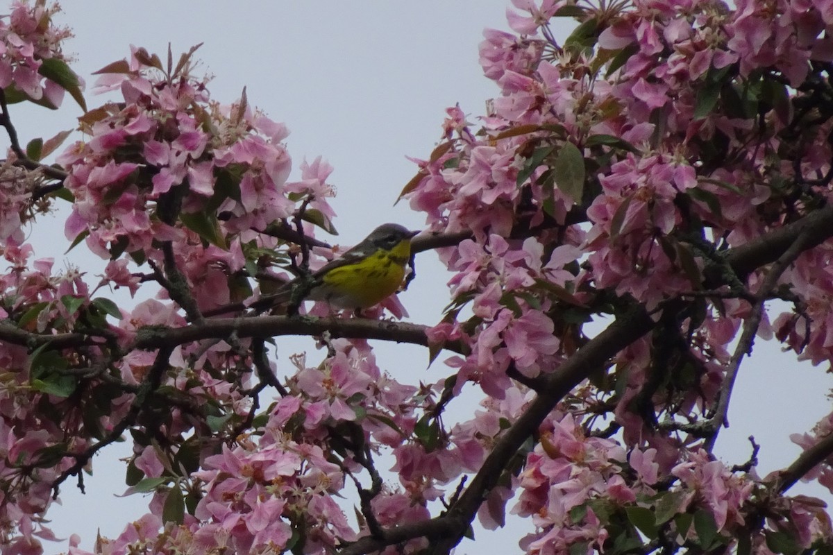 Magnolia Warbler - ML654472948