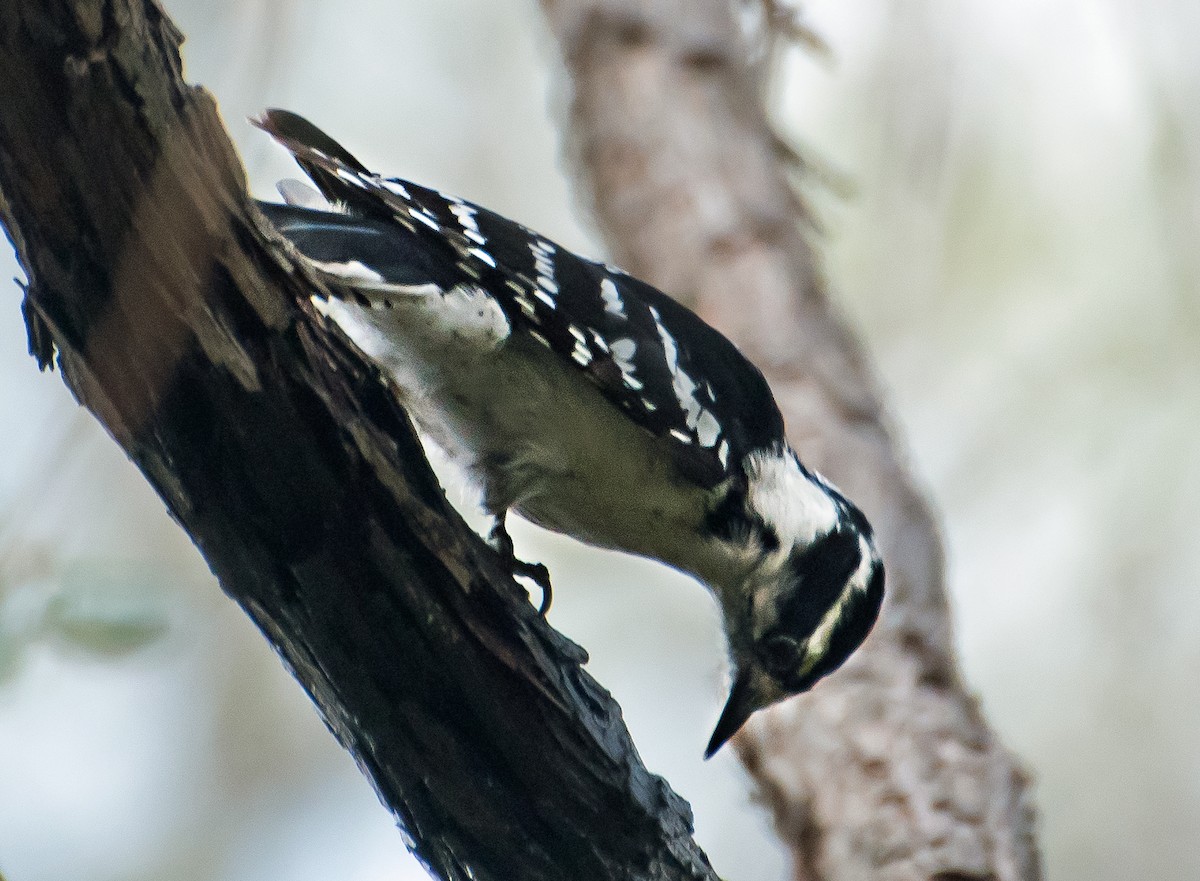 strakapoud osikový - ML654473264