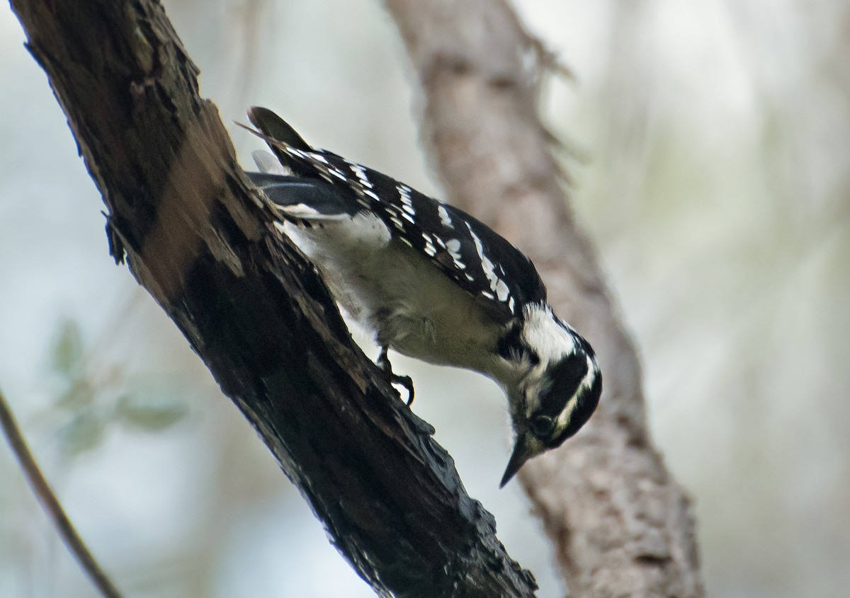 strakapoud osikový - ML654473265