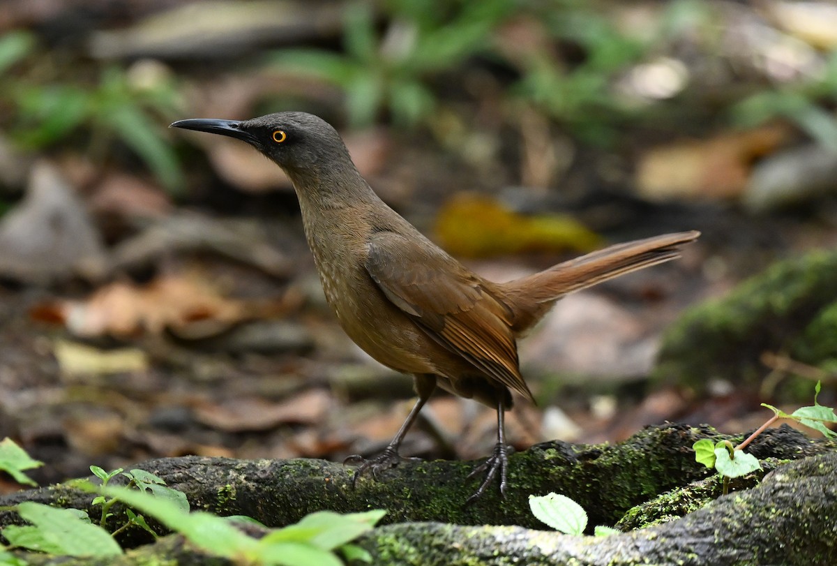 Brown Trembler - ML654475488
