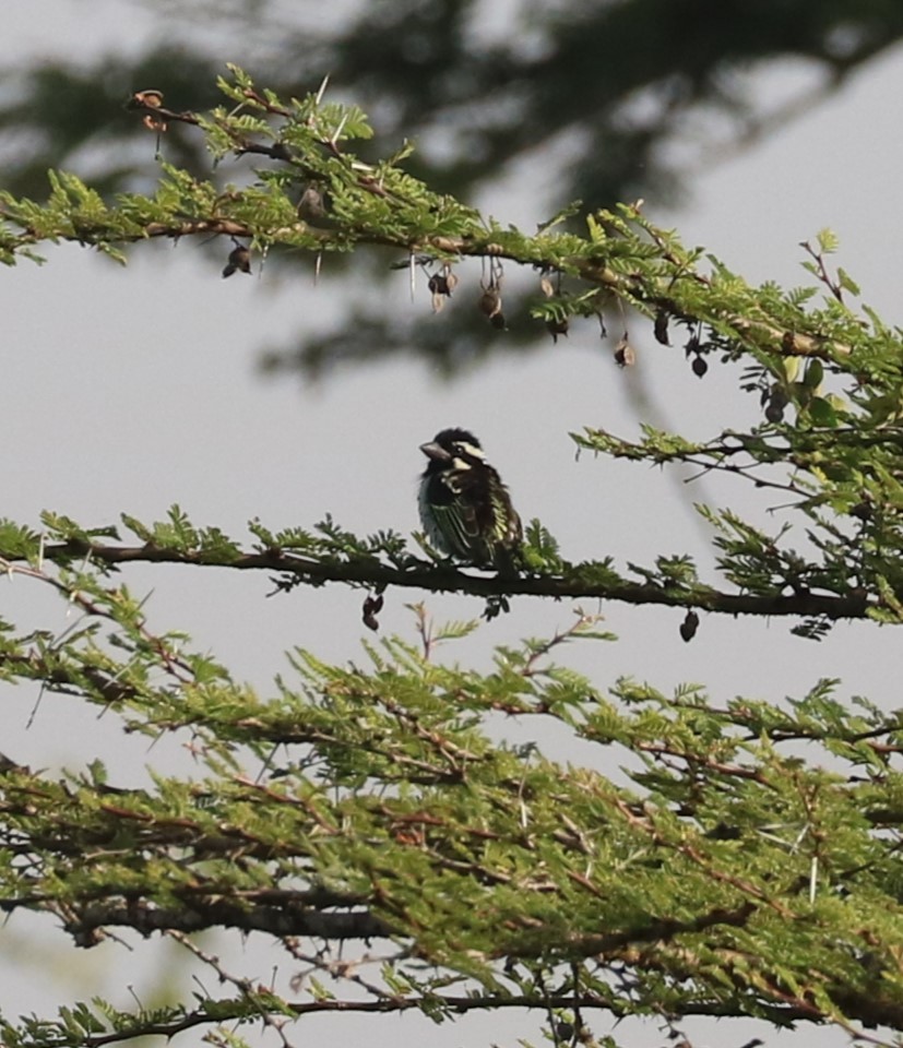 Spot-flanked Barbet - ML654476197
