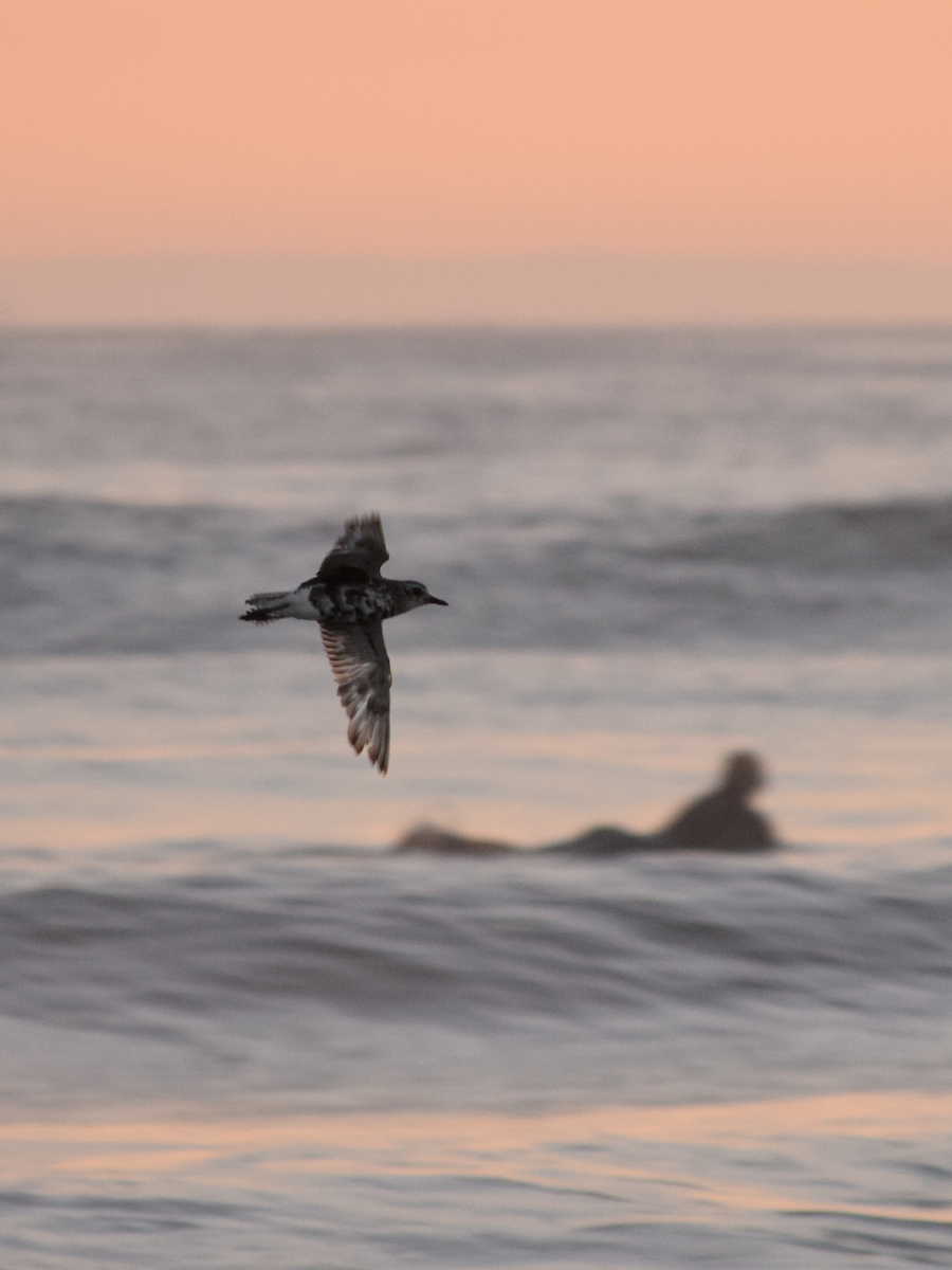 Black-bellied Plover - ML65447761