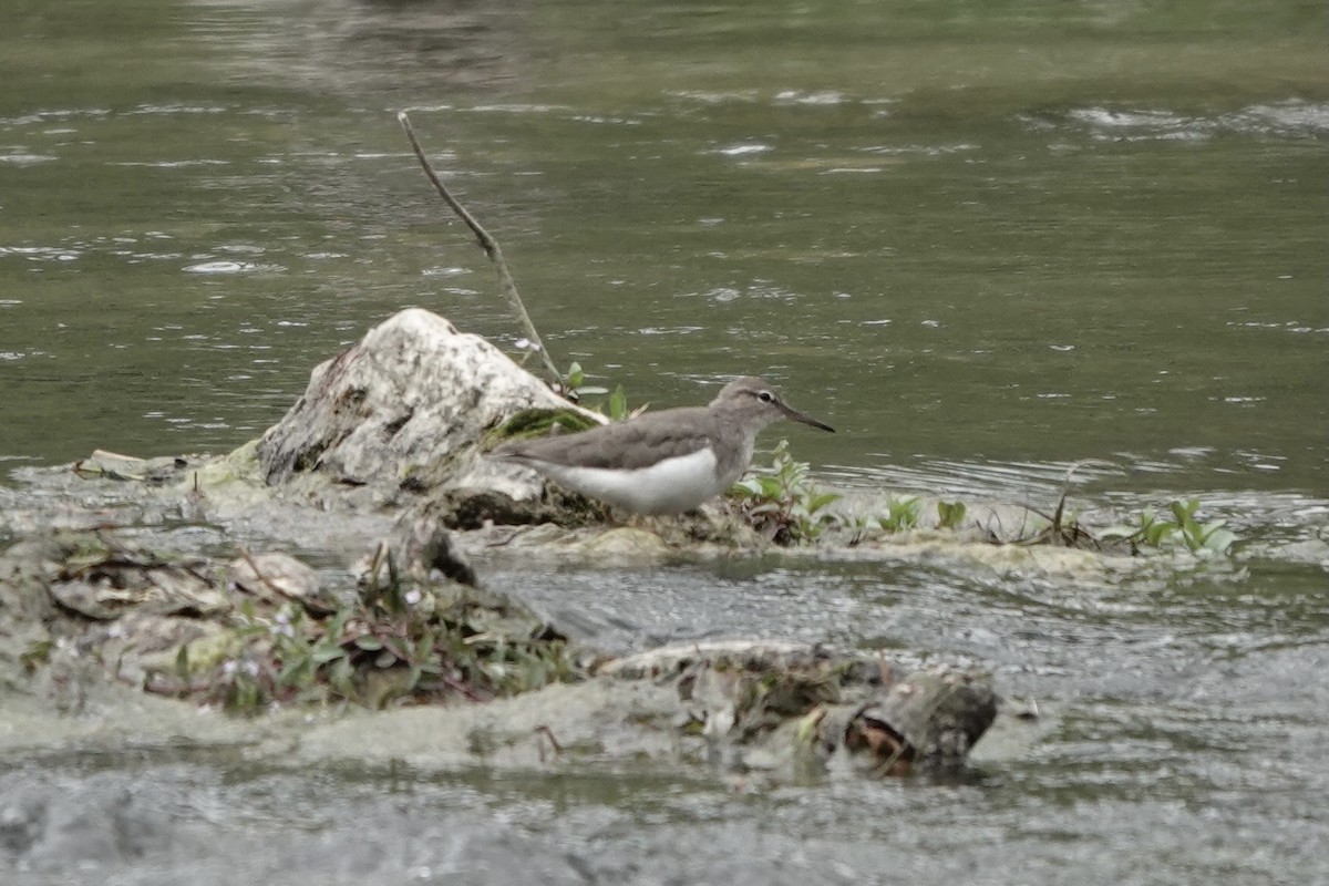 flekksnipe - ML654477661