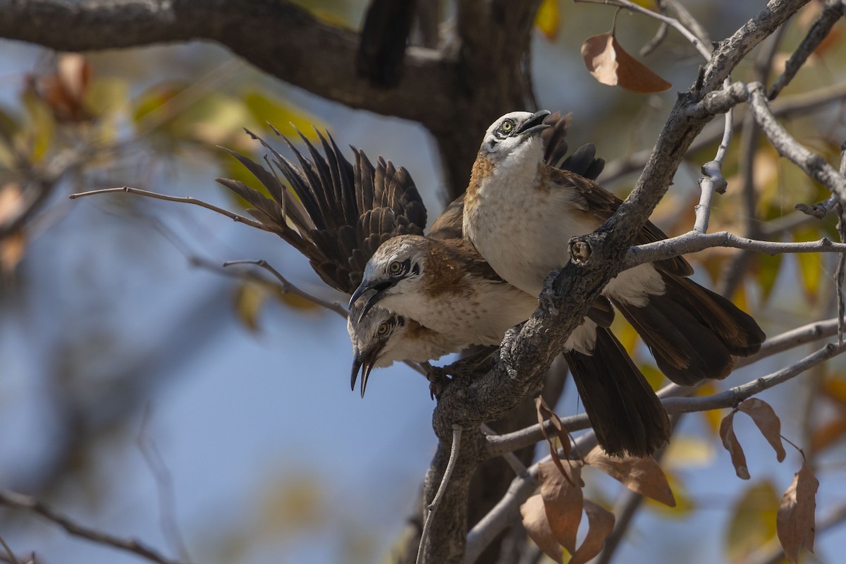Bare-cheeked Babbler - ML654478755