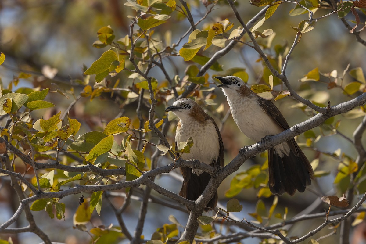 Bare-cheeked Babbler - ML654478756