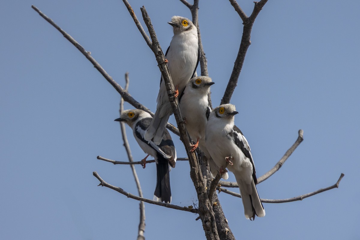 White-crested Helmetshrike - ML654478788