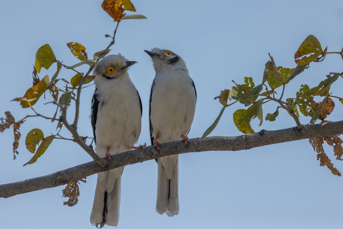 White-crested Helmetshrike - ML654478789