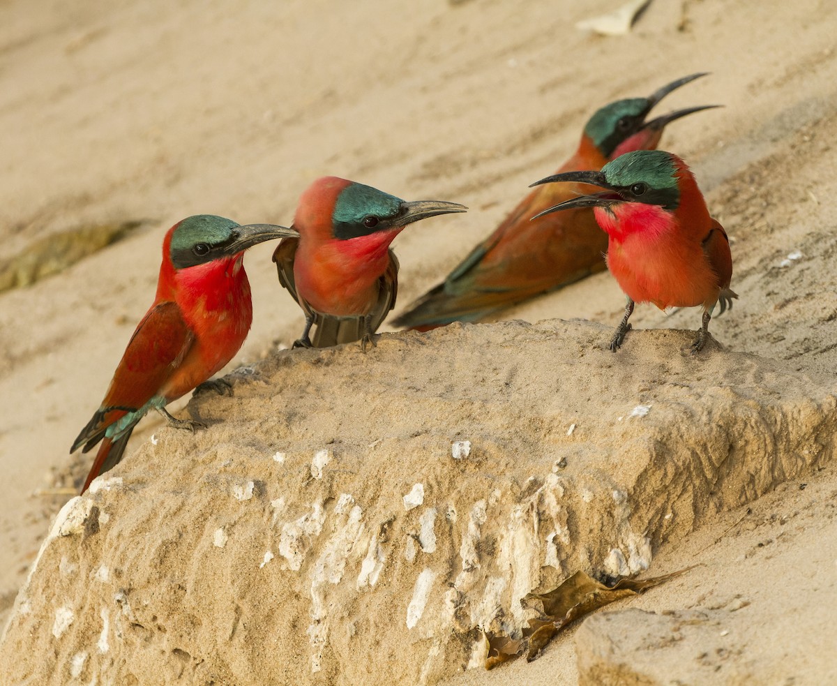 Southern Carmine Bee-eater - ML654481394