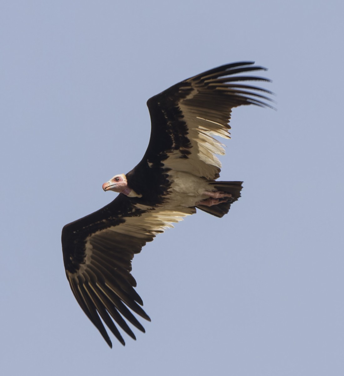 White-headed Vulture - ML654481516