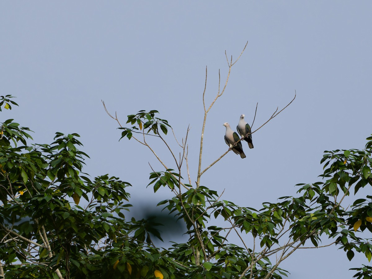 Green Imperial-Pigeon (Green) - ML654481591