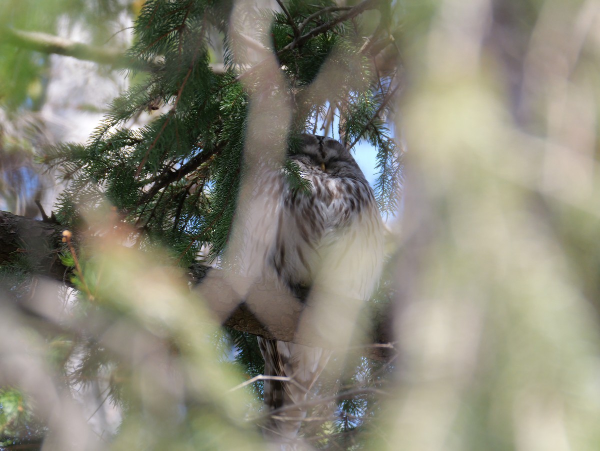 Habichtskauz - ML654481702