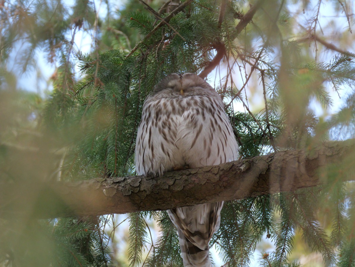 Habichtskauz - ML654481703