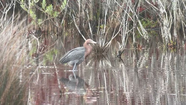 Reddish Egret - ML654482494