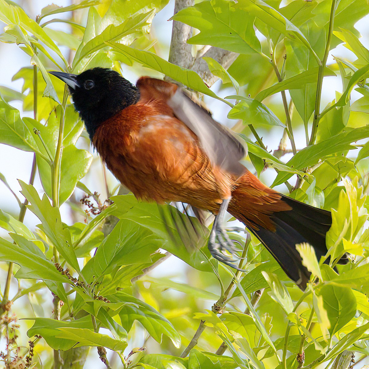 Oriole des vergers - ML654482551