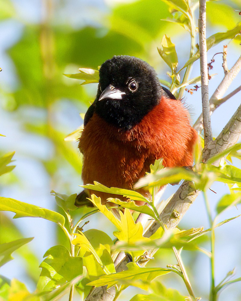 Oriole des vergers - ML654482983