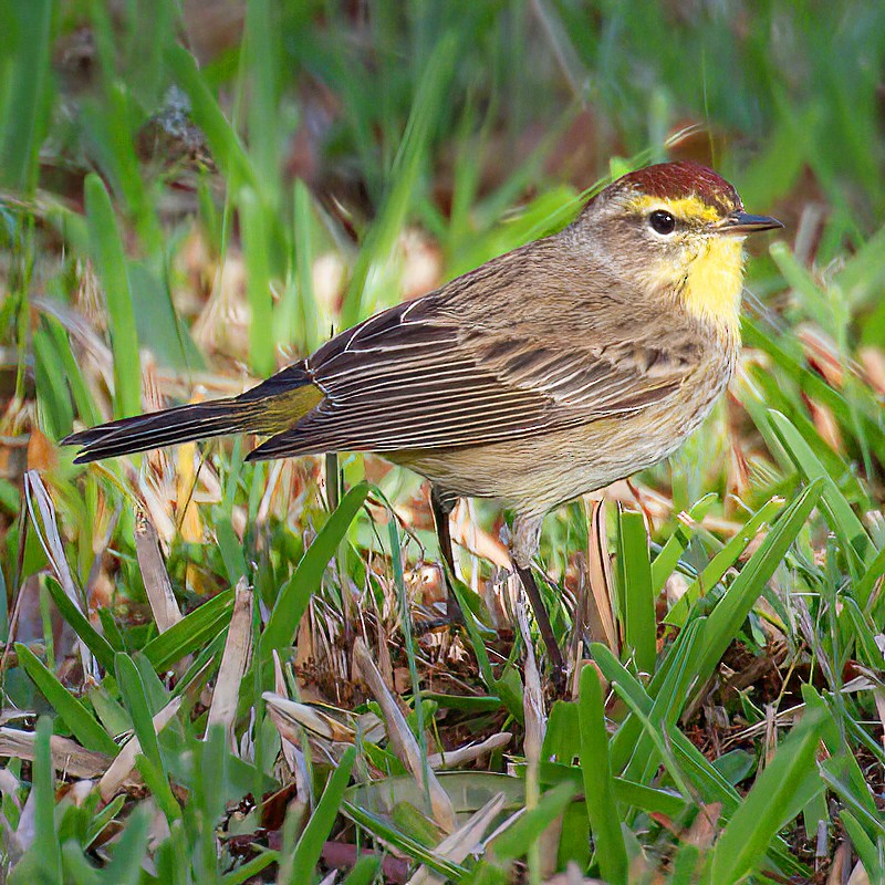 Paruline à couronne rousse - ML654483327