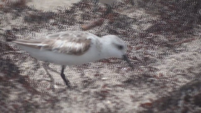 Sanderling - ML654483618