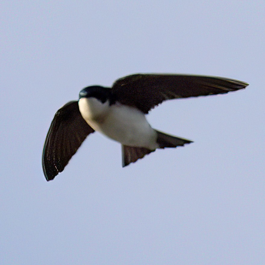 Hirondelle bicolore - ML654483858
