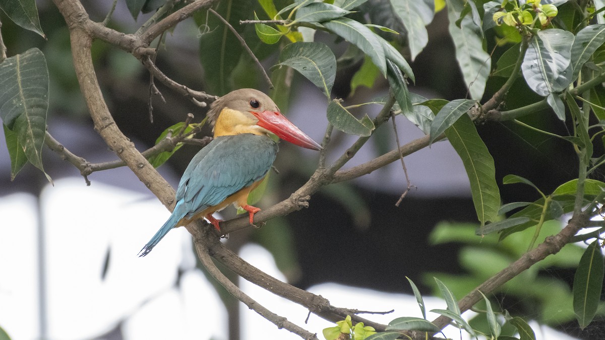 storkenebbisfugl - ML654484695