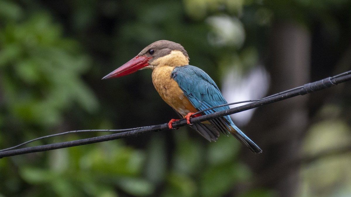 storkenebbisfugl - ML654484696