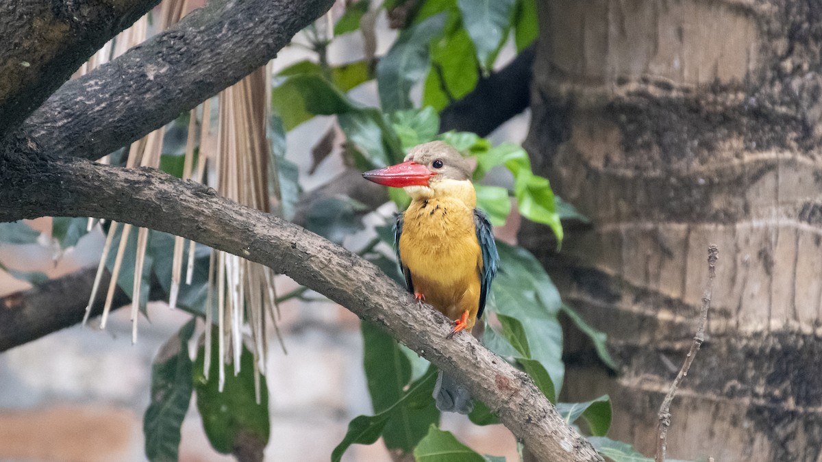 storkenebbisfugl - ML654484697