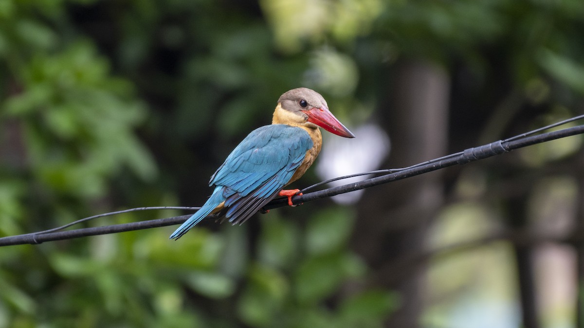 storkenebbisfugl - ML654484698