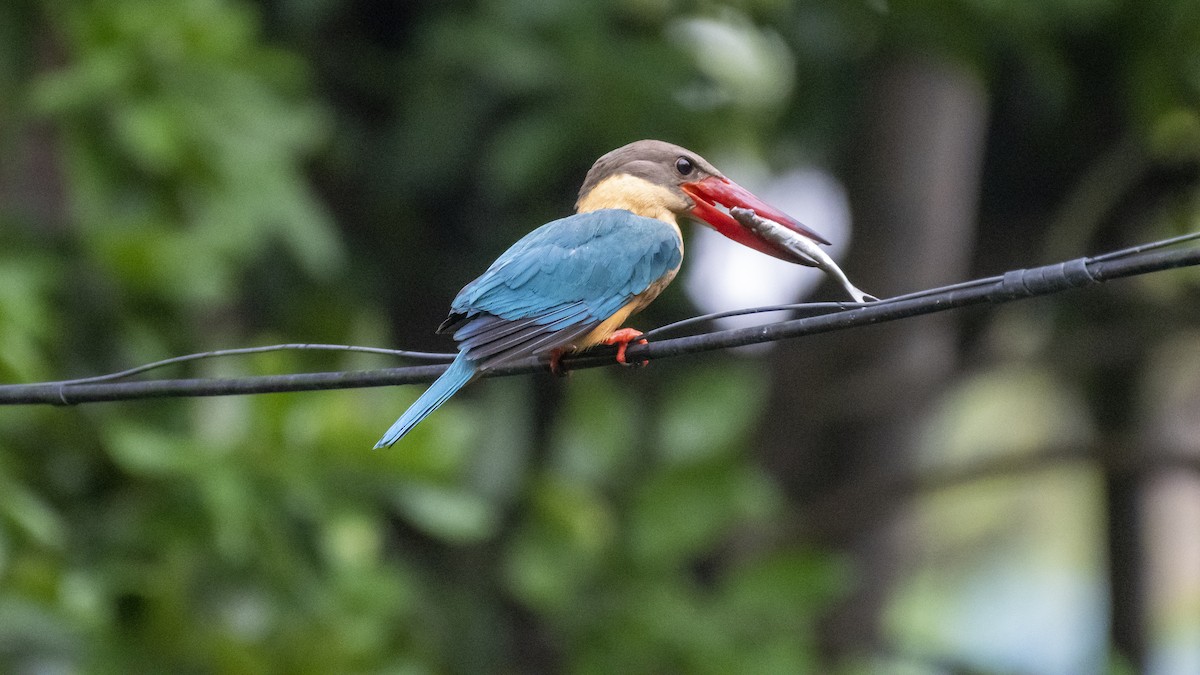 storkenebbisfugl - ML654484699