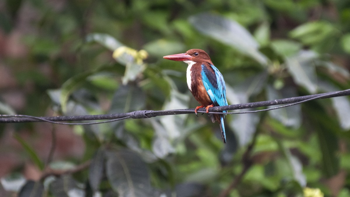 kastanjeisfugl - ML654484709