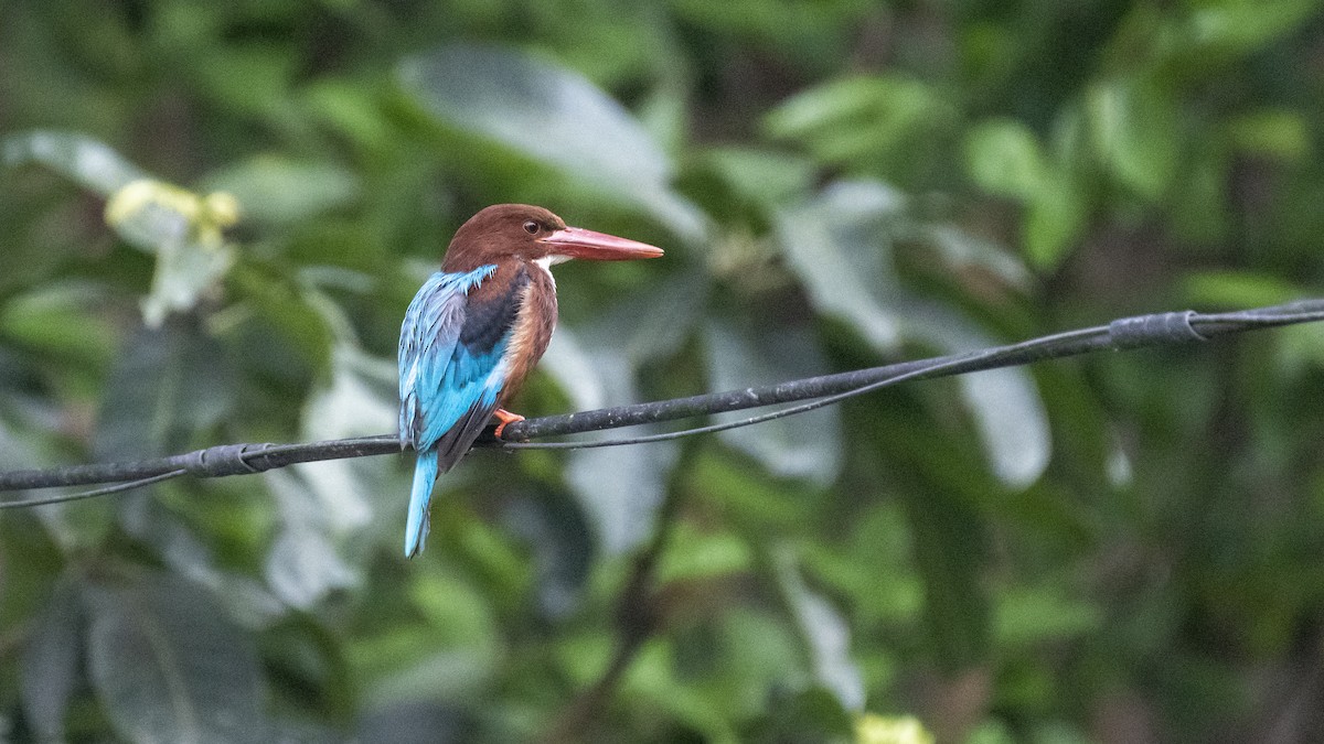 kastanjeisfugl - ML654484710