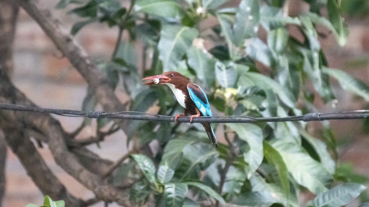 kastanjeisfugl - ML654484711