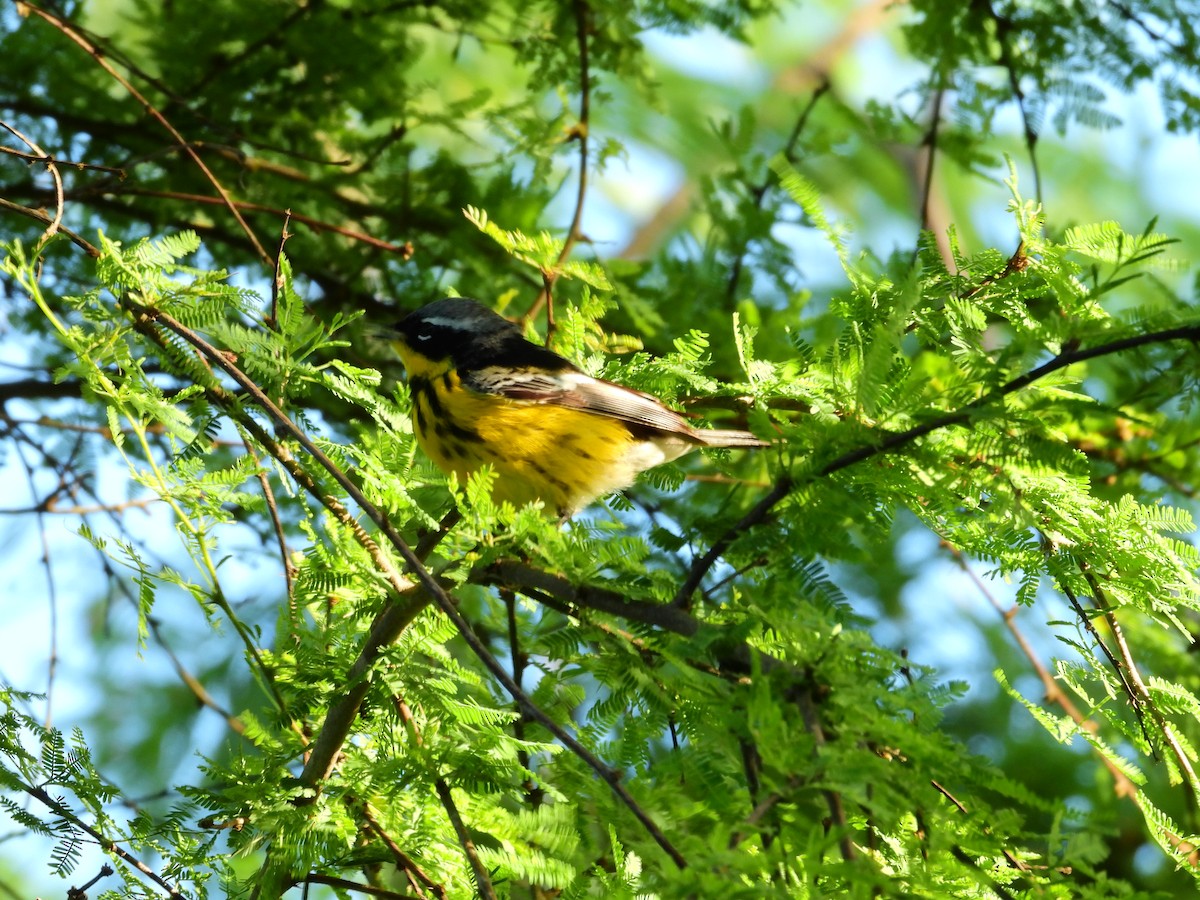Magnolia Warbler - ML654484934