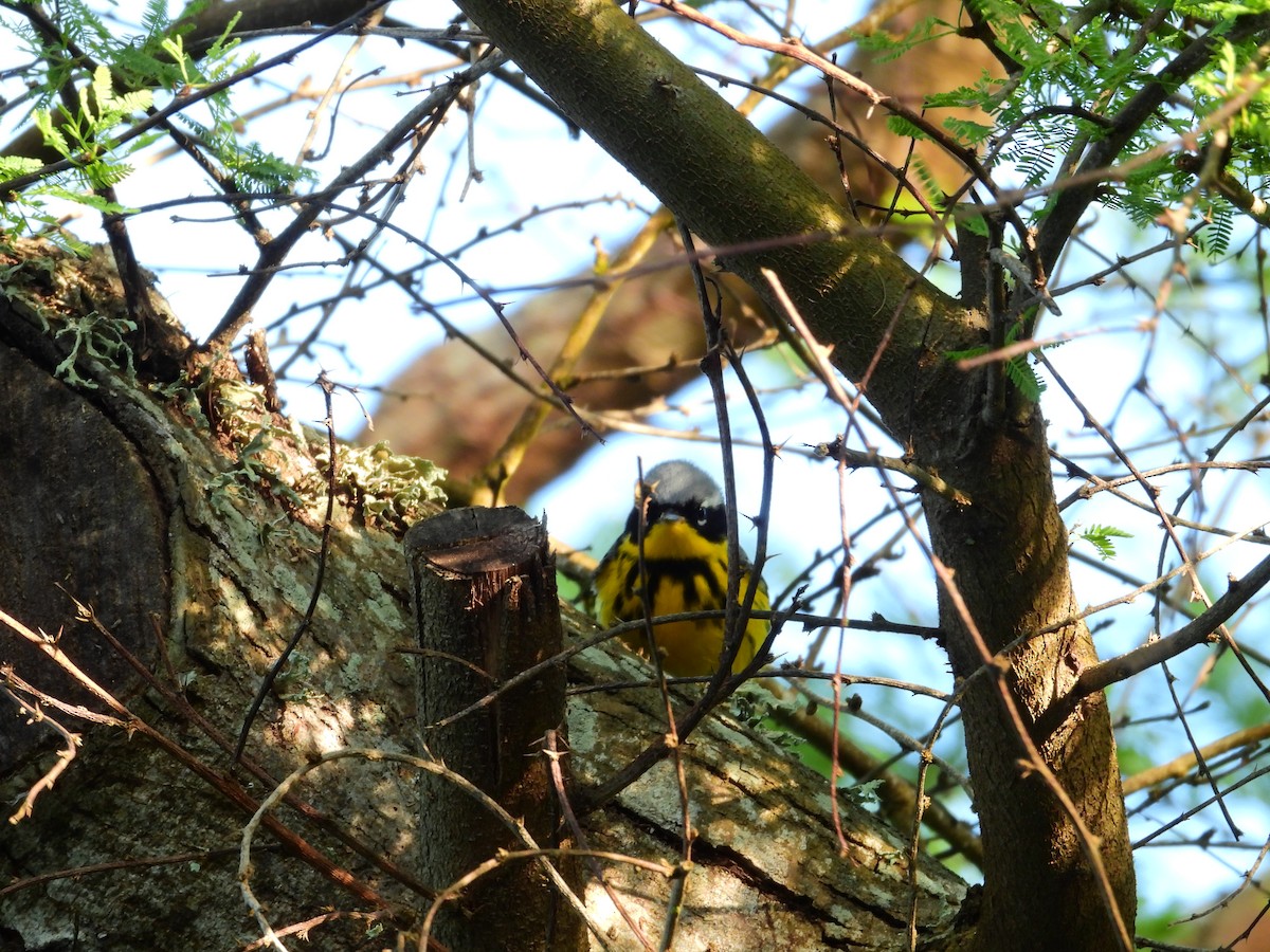 Magnolia Warbler - ML654484935
