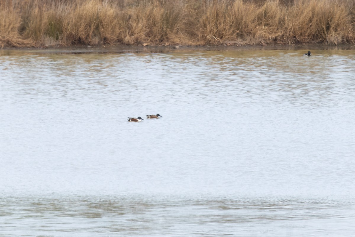 Northern Shoveler - ML654485146