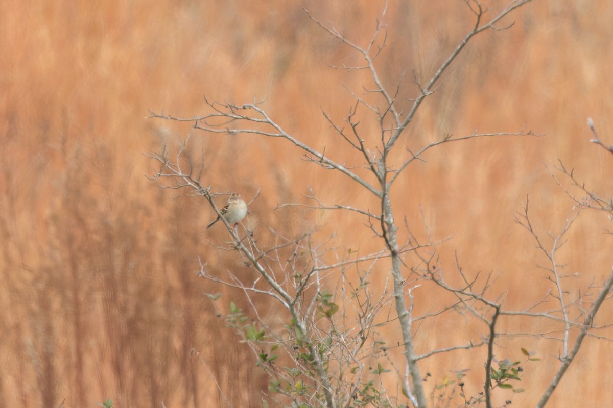 Field Sparrow - ML654485162