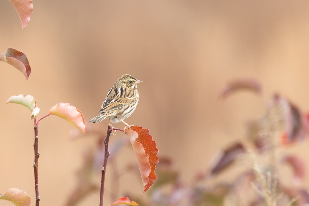 Savannah Sparrow - ML654485168