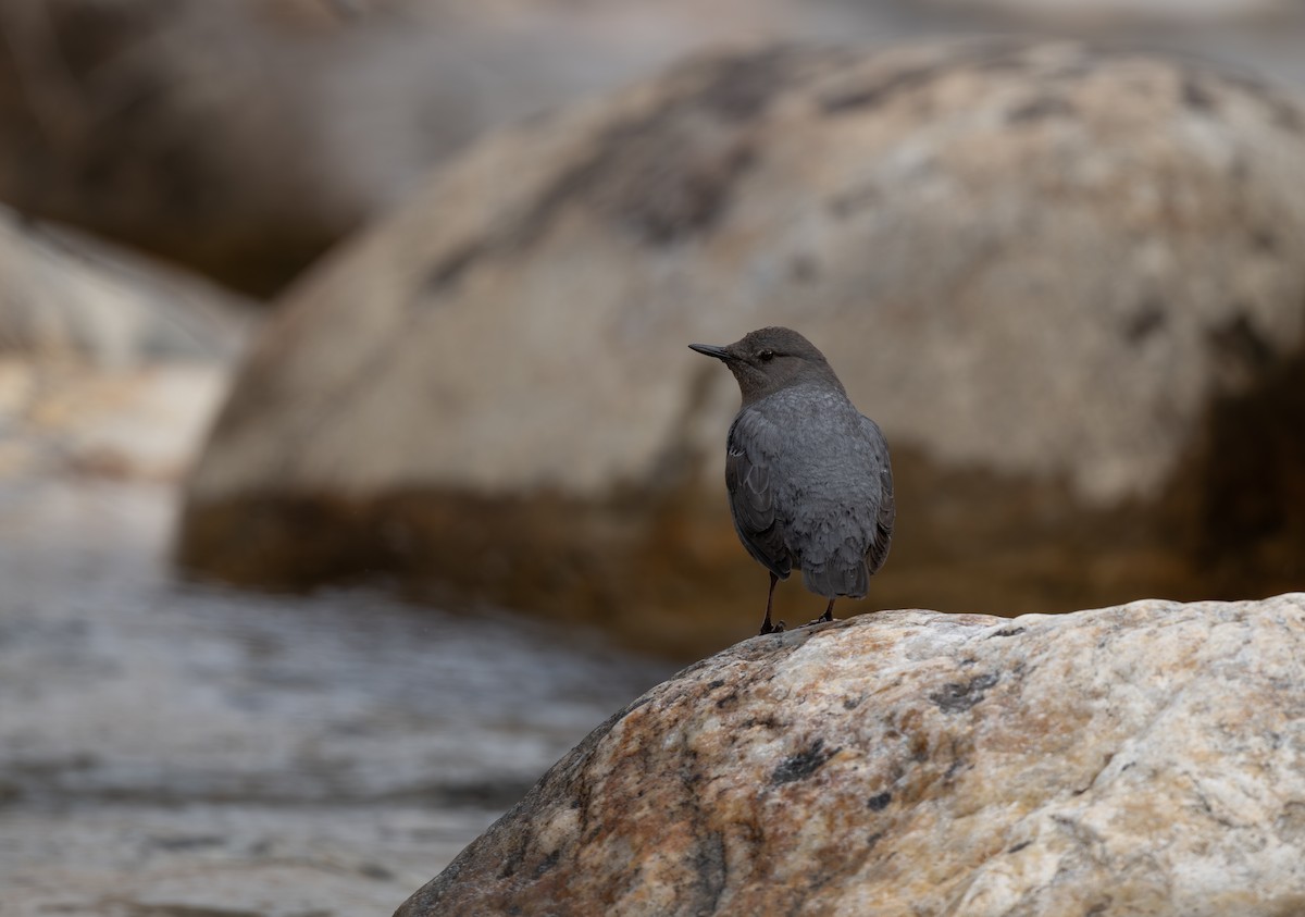 skorec šedý - ML654485338