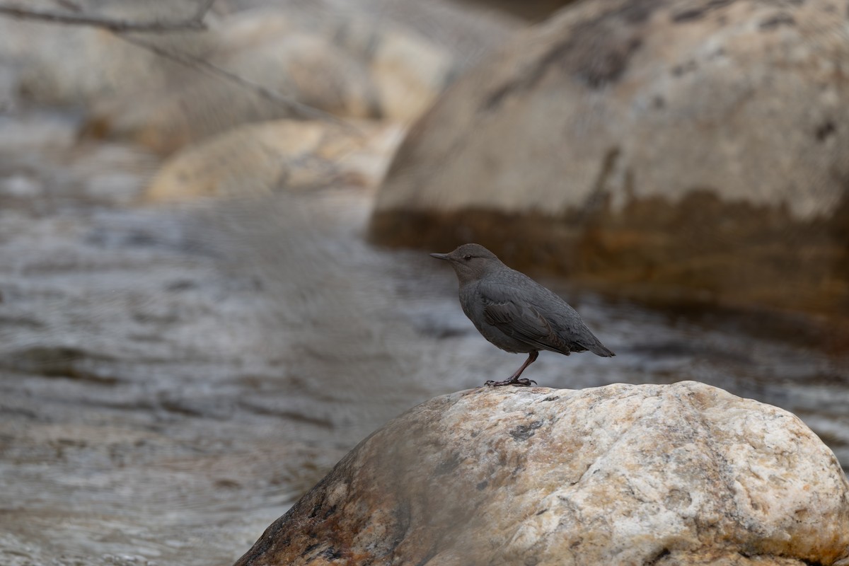 skorec šedý - ML654485339