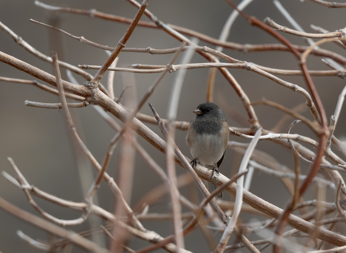 strnadec zimní [skupina oreganus] - ML654485340