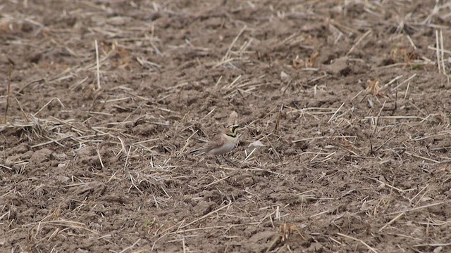 Horned Lark (Western pale Group) - ML654485405