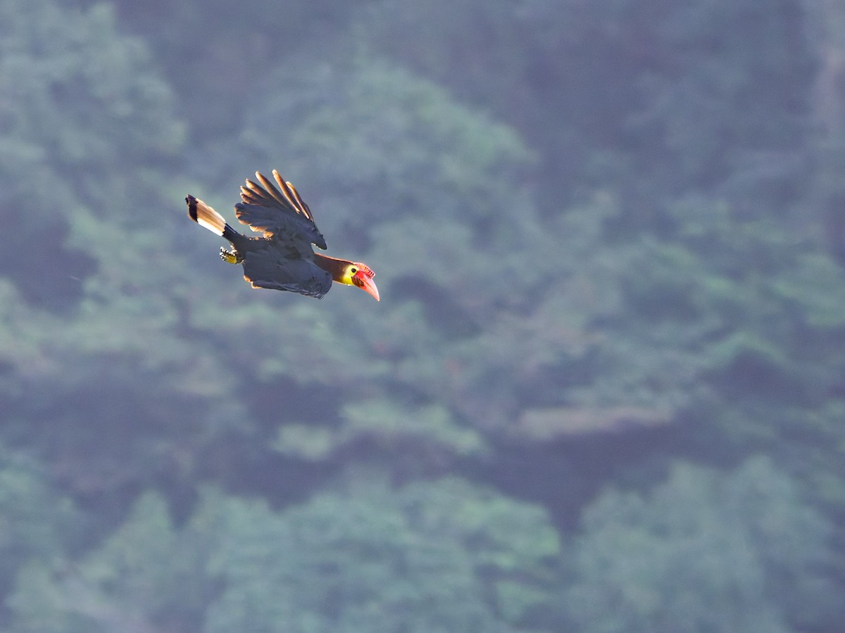アカガシラサイチョウ - ML654486163