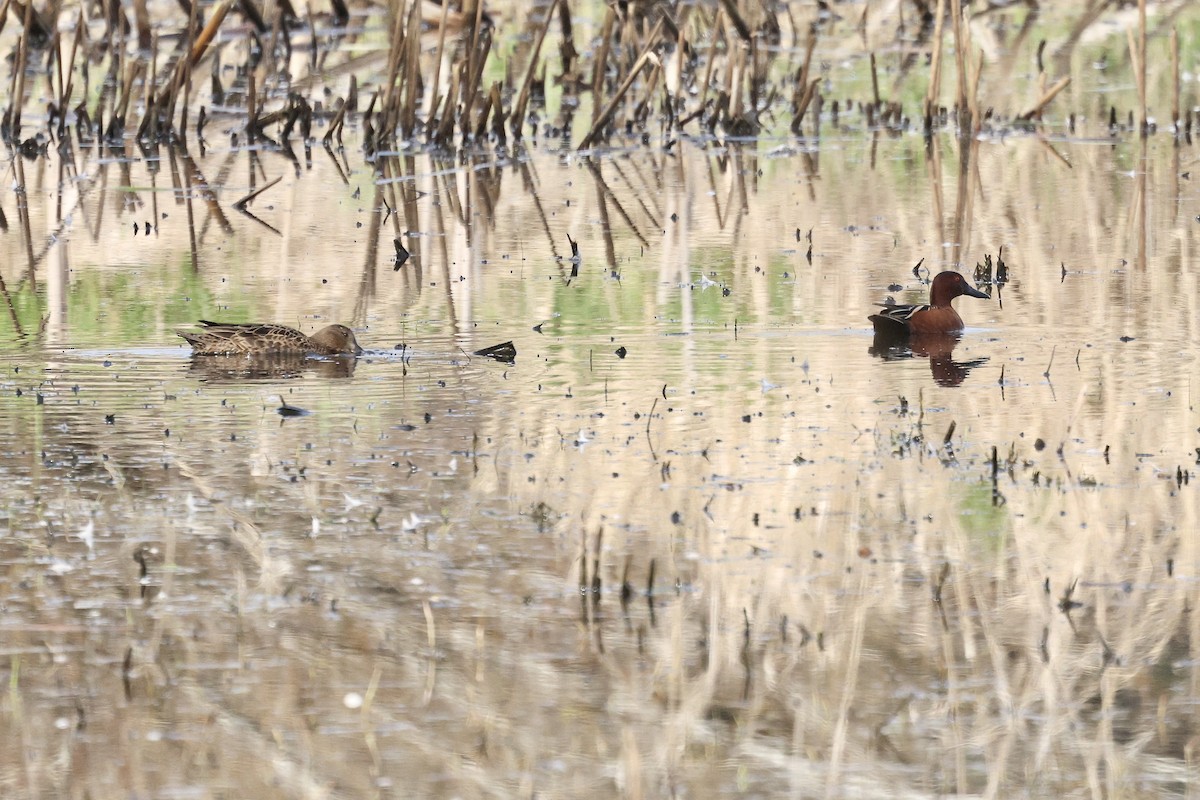 Cinnamon Teal - ML654486361